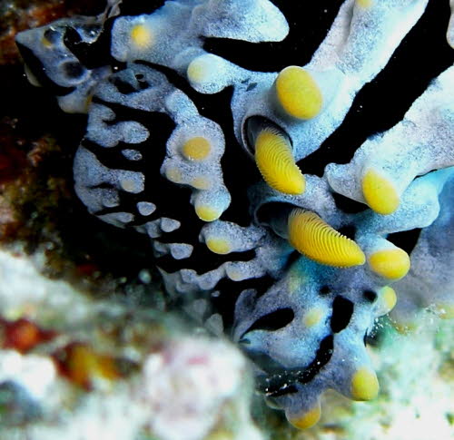 Phyllidia varicosa aCIMG3955b