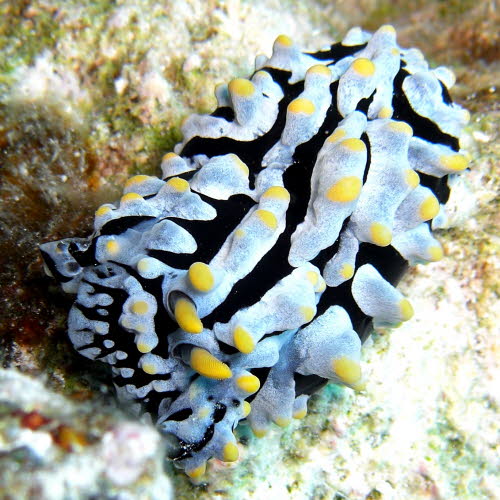 Phyllidia varicosa aCIMG3956