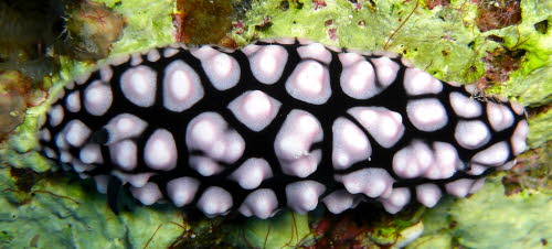 Phyllidiella nigra aCIMG9419