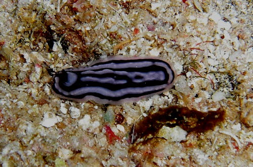 Phyllidiopsis annae aCIMG2269
