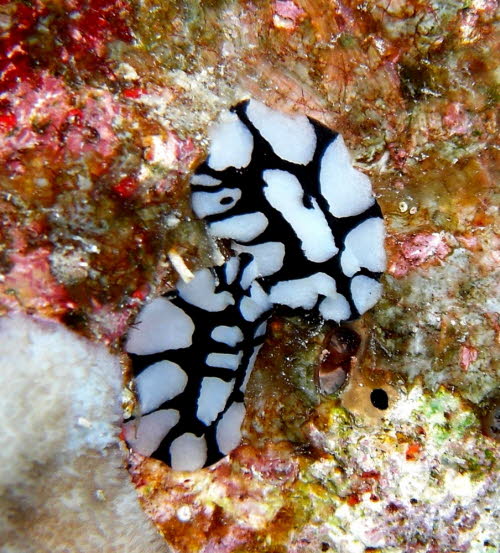 Phyllidiopsis dautzenbergi