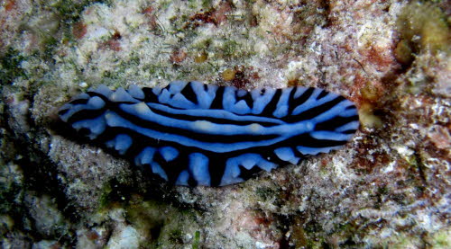 Phyllidiopsis sp 1