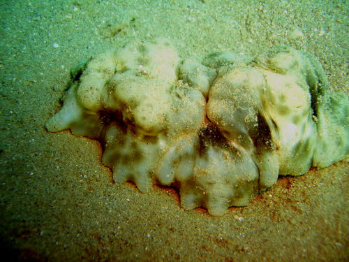 Placobranchus ocellatus  (2332)