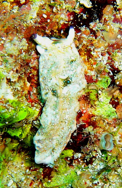 Plakobranchus ocellatus aCIMG7240
