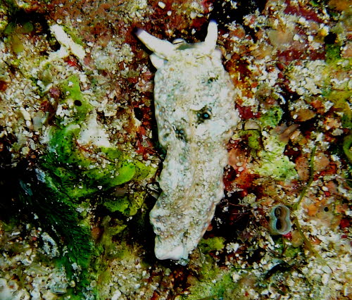 Plakobranchus ocellatus aCIMG7241