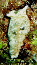 Plakobranchus ocellatus aCIMG7246