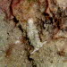 Plankobranchus ocellatus CIMG1959