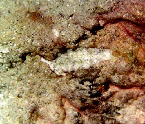 Plankobranchus ocellatus xxx