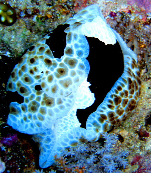 Pleurobranchus grandis aCIMG9660