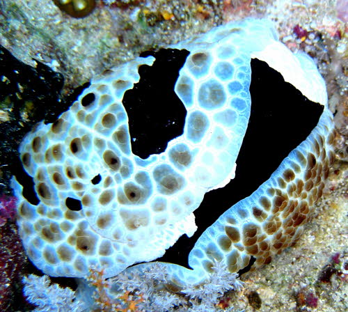 Pleurobranchus grandis aCIMG9661