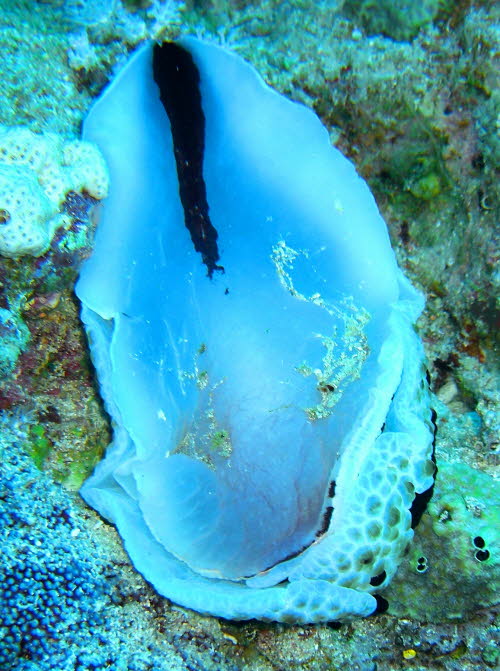 Pleurobranchus grandis aCIMG9676