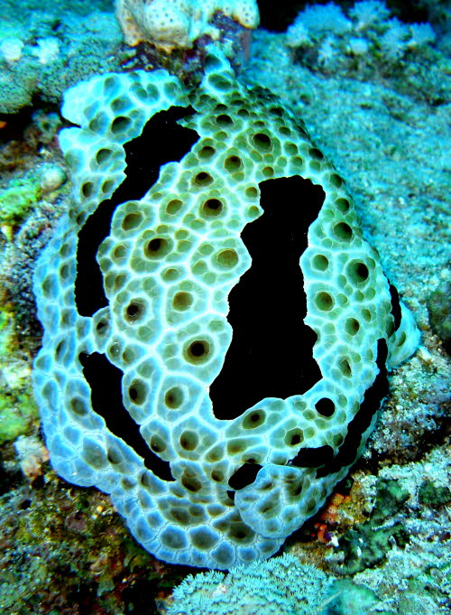 Pleurobranchus grandis aCIMG9682