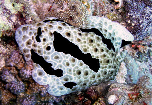 Pleurobranchus grandis aCIMG9690