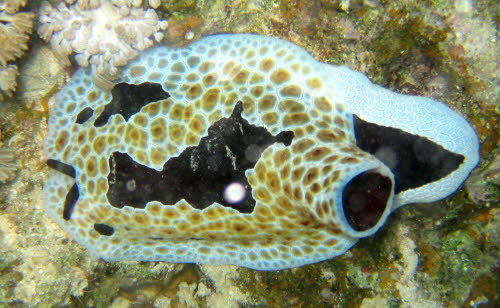 Pleurobranchus grandis aIMG_0139