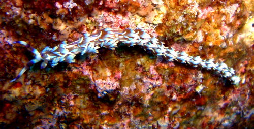 Pteraeolidia ianthina  (4988)