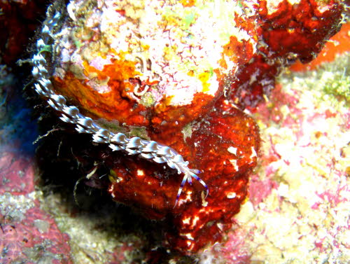 Pteraeolidia ianthina (206)