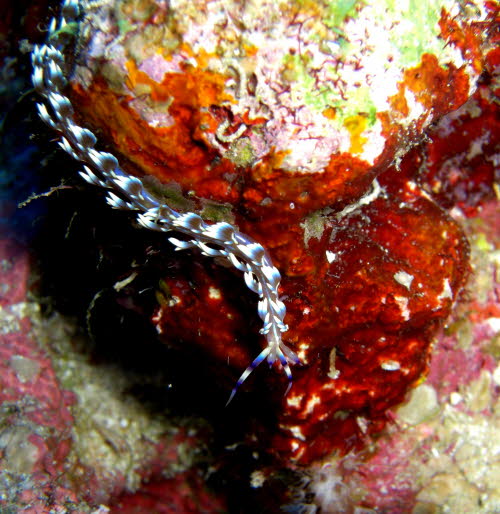 Pteraeolidia ianthina (207)