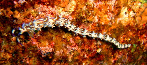 Pteraeolidia ianthina (6)