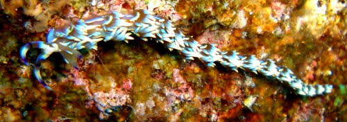 Pteraeolidia ianthina (8)