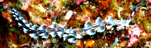 Pteraeolidia ianthina aCIMG7420