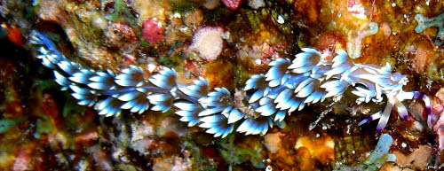 Pteraeolidia ianthina aCIMG7425