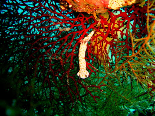 Risbecia ghardaqana xa1 (221)