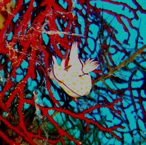 Risbecia ghardaqana xa1 (46)