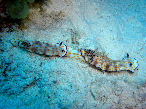 Risbecia pulchella  (1928)