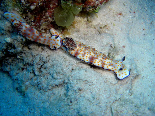 Risbecia pulchella  (1930)