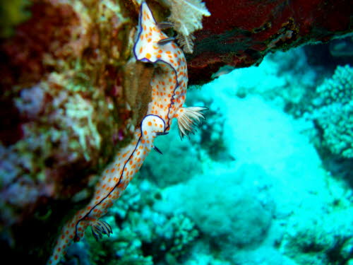 Risbecia pulchella  (2355)