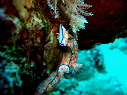 Risbecia pulchella  (2356)