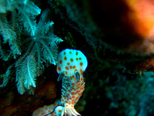 Risbecia pulchella  (2358)