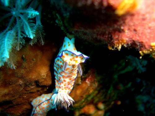 Risbecia pulchella  (2359)