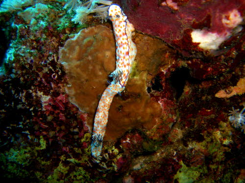 Risbecia pulchella  (2360)