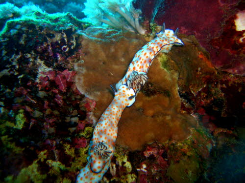 Risbecia pulchella  (2364)