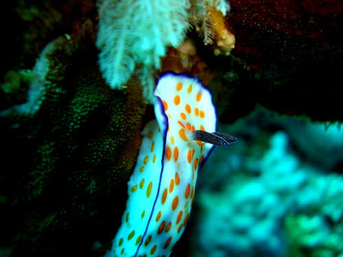 Risbecia pulchella  (2366)