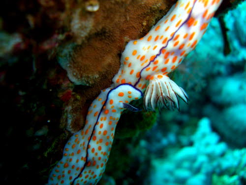 Risbecia pulchella  (2367)