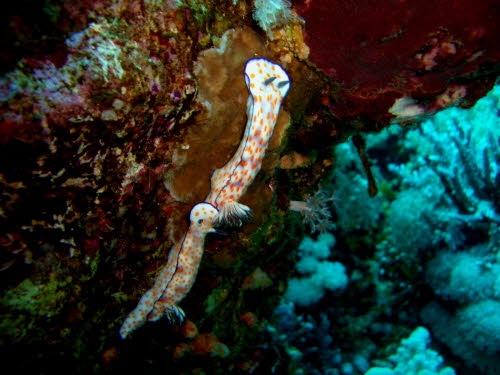 Risbecia pulchella  (2368)