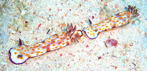 Risbecia pulchella aCIMG7451