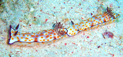 Risbecia pulchella aCIMG7453