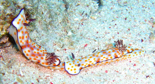 Risbecia pulchella aCIMG7457