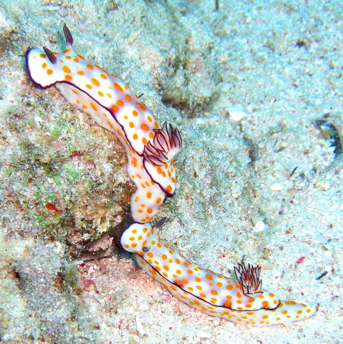 Risbecia pulchella aCIMG7462