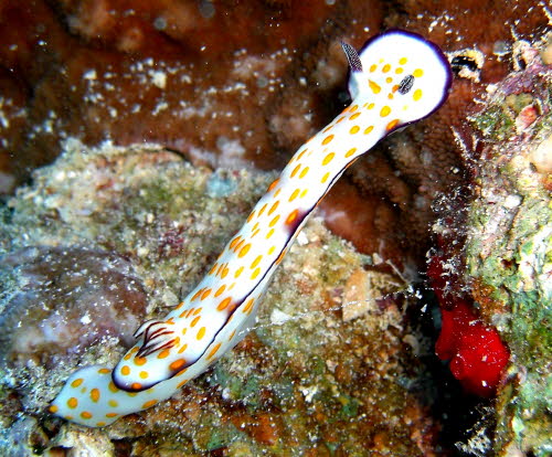 Risbecia pulchella aCIMG9023