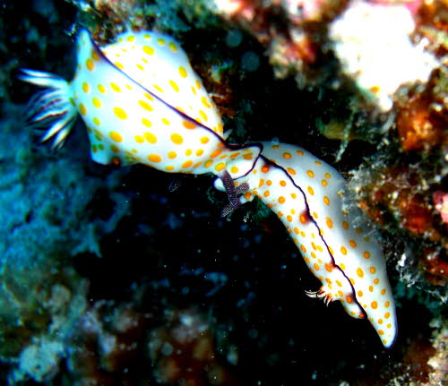 Risbecia pulchella aCIMG9026