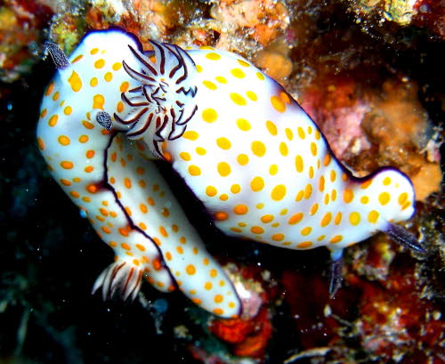 Risbecia pulchella aCIMG9030