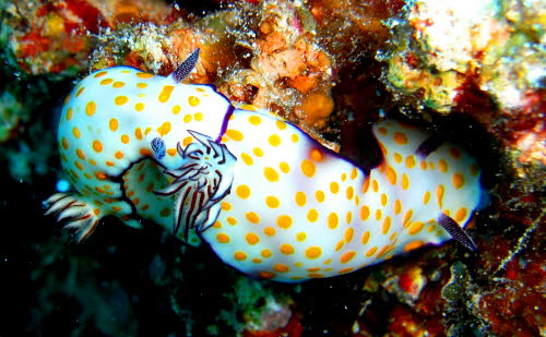 Risbecia pulchella aCIMG9031 (2)