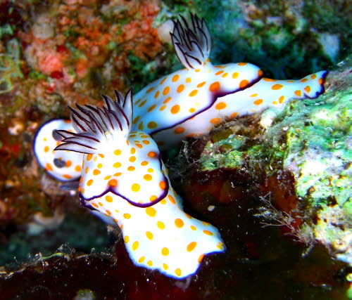 Risbecia pulchella vCIMG8448