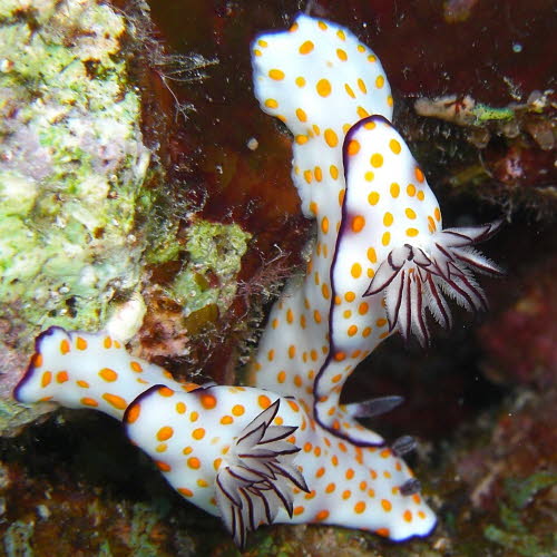 Risbecia pulchella vCIMG8451