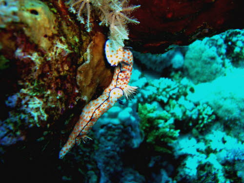 Risbecia pulchellad (2357)