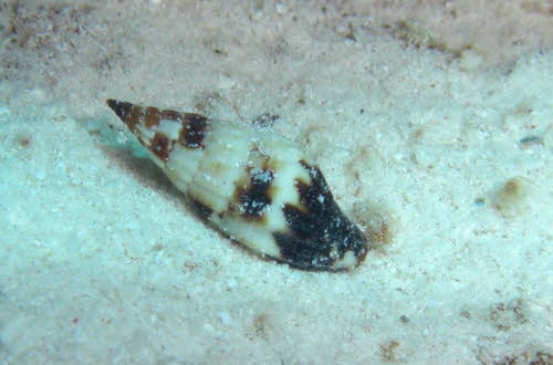 Vexillum plicarium ArchivBild (505)